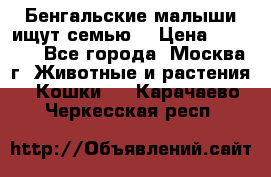 Бенгальские малыши ищут семью) › Цена ­ 5 500 - Все города, Москва г. Животные и растения » Кошки   . Карачаево-Черкесская респ.